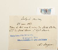 Eurhynchium striatum image