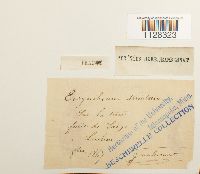 Eurhynchium striatum image