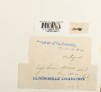 Eurhynchium striatum image