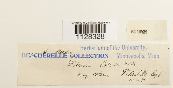 Eurhynchium striatum image