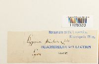 Eurhynchium striatum image