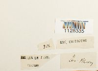 Eurhynchium striatum image