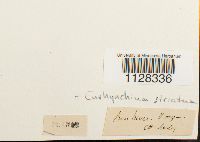 Eurhynchium striatum image