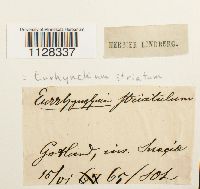 Eurhynchium striatum image