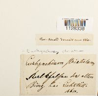 Eurhynchium striatum image