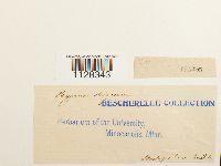 thumbnail image of current specimen