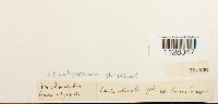 thumbnail image of current specimen