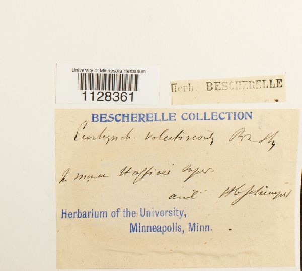 Eurhynchium velutinoides image