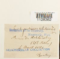 Eurhynchium velutinoides image