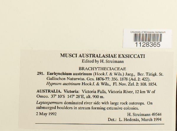 Eurhynchium austrinum image