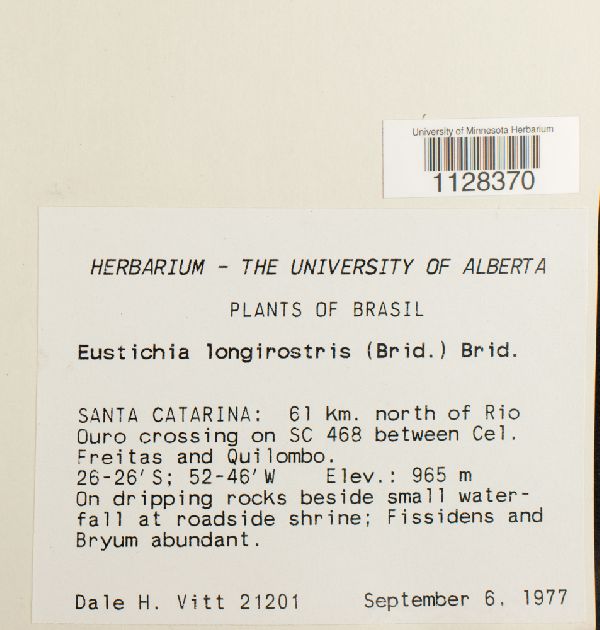 Eustichia longirostris image