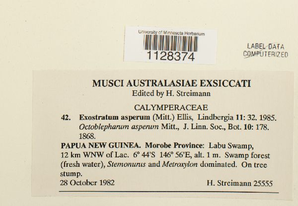 Exostratum asperum image