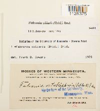 Fabronia ciliaris image