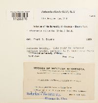 Fabronia ciliaris image