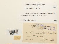 Fabronia ciliaris image