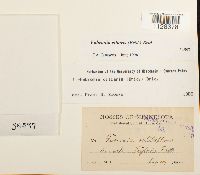 Fabronia ciliaris image