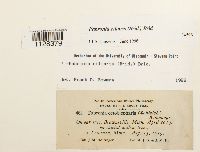 Fabronia ciliaris image