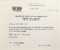 Fabronia ciliaris image