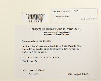 Fabronia ciliaris image