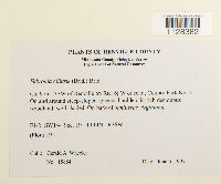 Fabronia ciliaris image