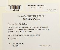 Fabronia ciliaris image