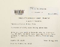 Fabronia ciliaris image