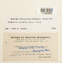 Fabronia ciliaris image