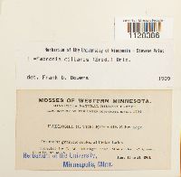 Fabronia ciliaris image