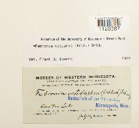 Fabronia ciliaris image