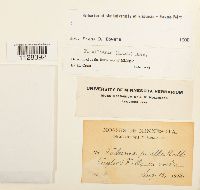 Fabronia ciliaris image