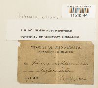 Fabronia ciliaris image