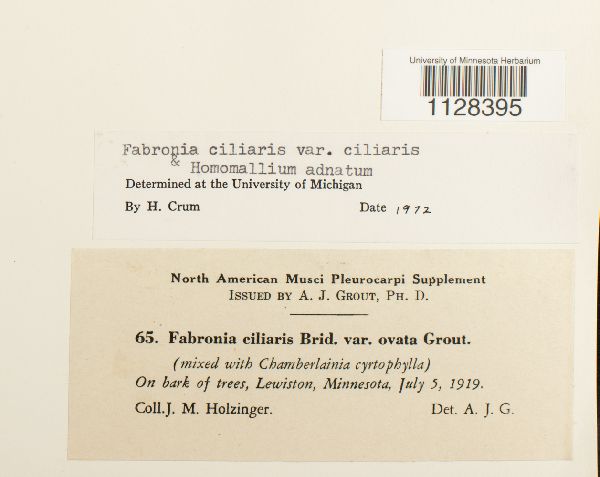 Fabronia ciliaris var. ciliaris image