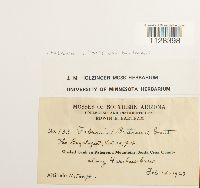 Fabronia ciliaris var. ciliaris image