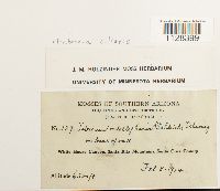 Fabronia ciliaris image