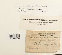 Fabronia ciliaris image