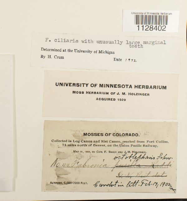 Fabronia ciliaris image