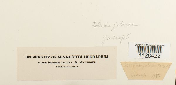 Fabronia julacea image