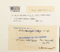 Fabronia ciliaris image