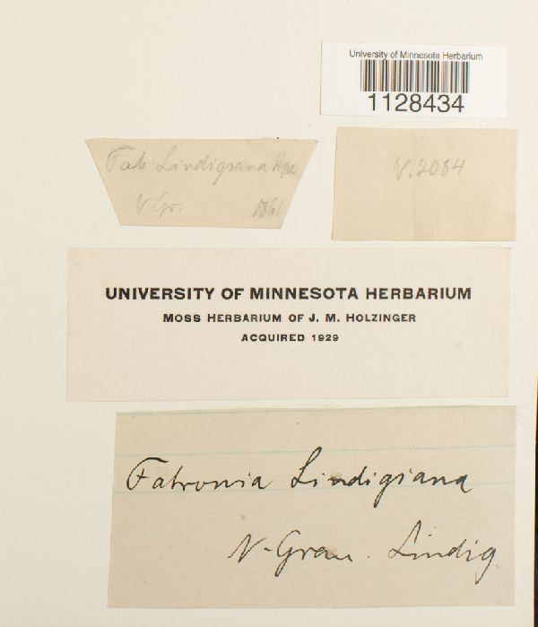 Fabronia jamesonii image