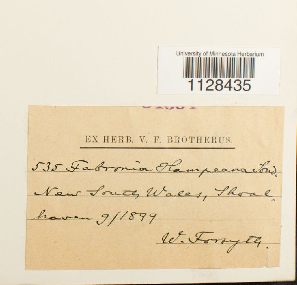 Fabronia hampeana image