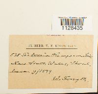 Image Associated With the Occurrence