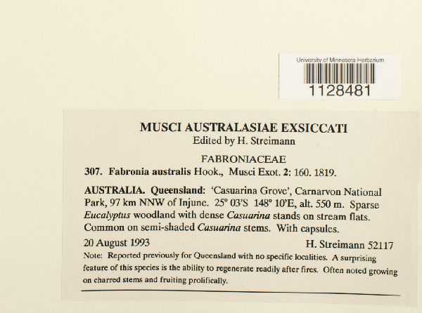 Fabronia australis image