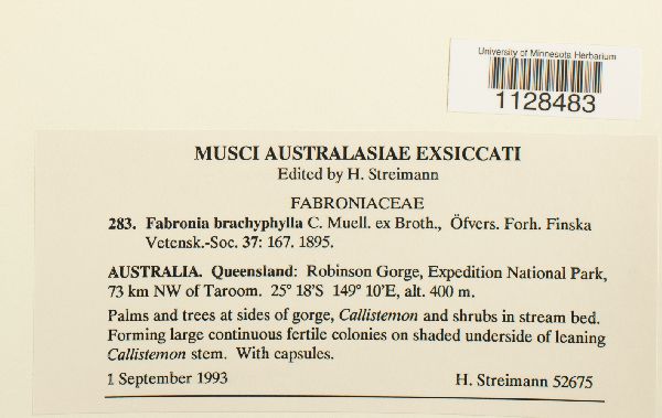 Fabronia brachyphylla image