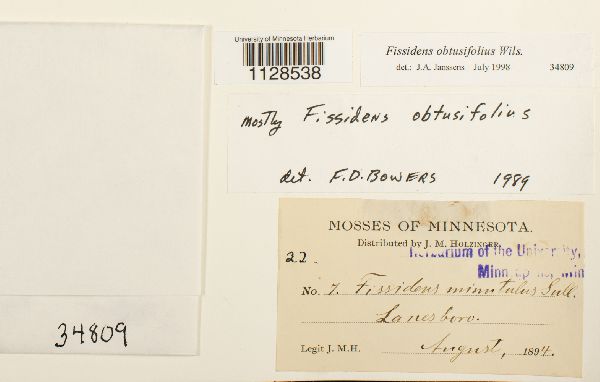 Fissidens obtusifolius image