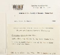 Fissidens obtusifolius image