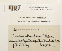 Fissidens obtusifolius image