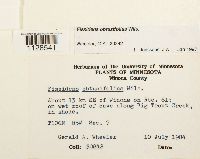 Fissidens obtusifolius image