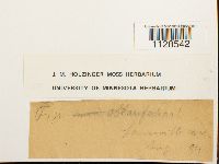 thumbnail image of current specimen