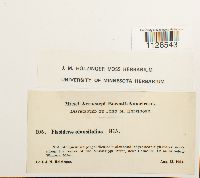 Fissidens obtusifolius image