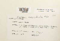 Fissidens osmundoides image